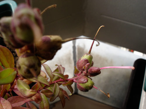 flores-angelita flores-angelita