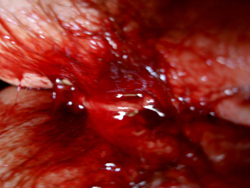 la-condesa-sangrienta la-condesa-sangrienta