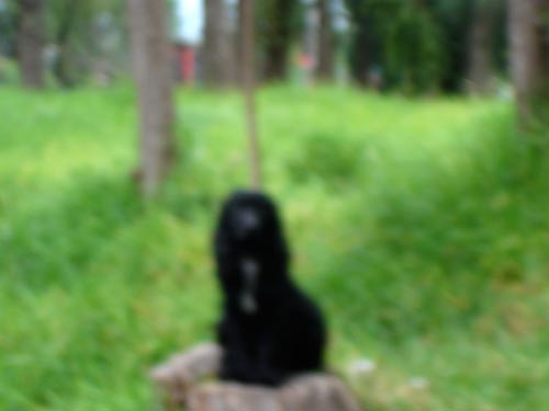 perradesenfocada perradesenfocada